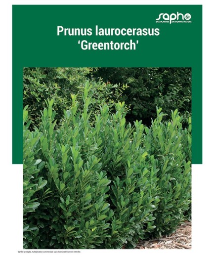 PRUNUS LAUROCERASUS "Greentorch'"