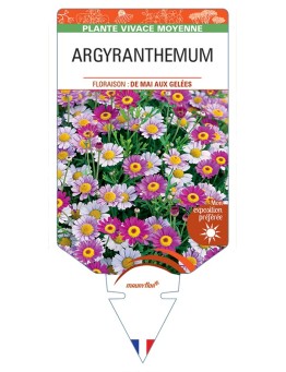 ARGYRANTHEMUM
