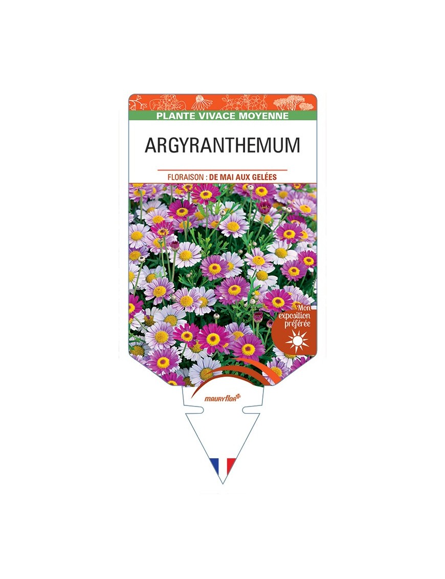 ARGYRANTHEMUM