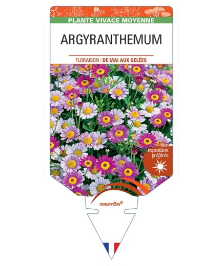 ARGYRANTHEMUM