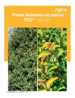 PRUNUS LUSITANICA "SSP Azorica Tico®"