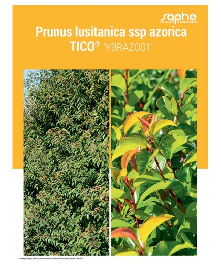 PRUNUS LUSITANICA "SSP Azorica Tico®"