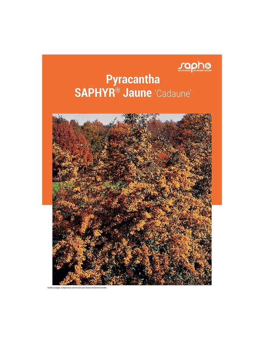 PYRACANTHA "Saphyr® Jaune"