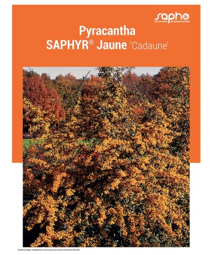 PYRACANTHA "Saphyr® Jaune"