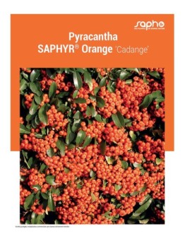 PYRACANTHA "Saphyr® Orange"