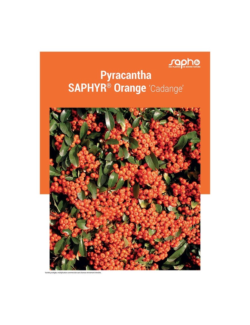 PYRACANTHA "Saphyr® Orange"
