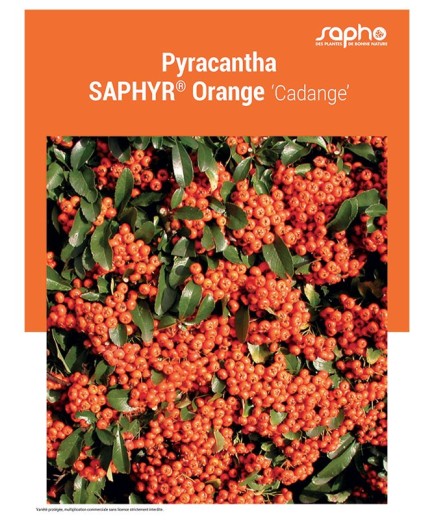 PYRACANTHA "Saphyr® Orange"