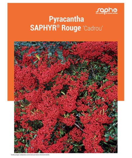PYRACANTHA "Saphyr® Rouge"