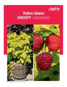 RUBUS IDAEUS "Groovy"