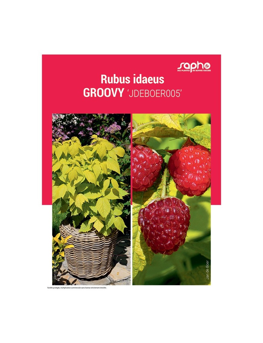 RUBUS IDAEUS "Groovy"