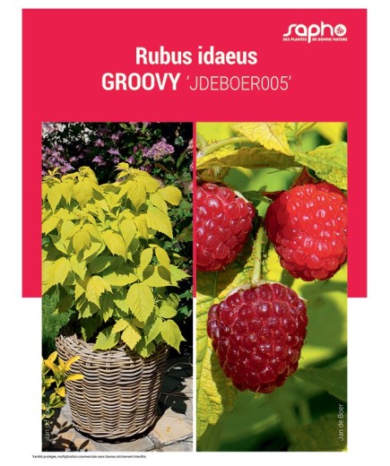 RUBUS IDAEUS "Groovy"