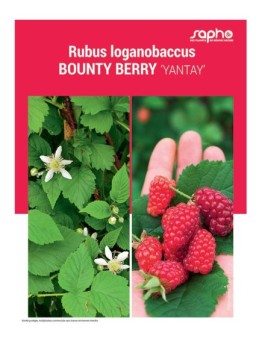 RUBUS LOGANOBACCUS "Bounty Berry"