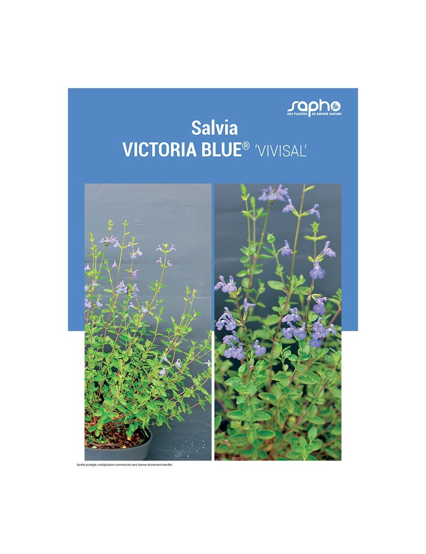 SALVIA "Victoria Blue®"