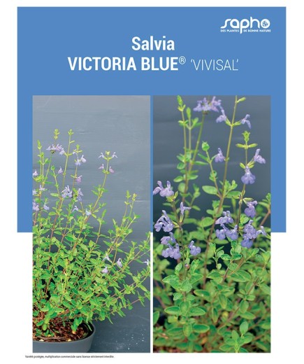 SALVIA "Victoria Blue®"