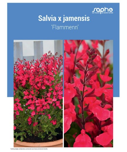 SALVIA X JAMENSIS ‘Flammenn’