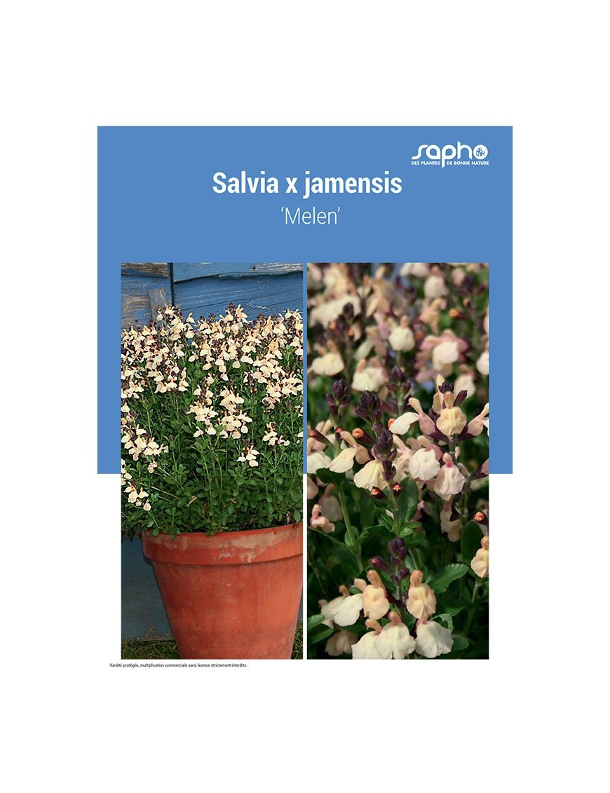 SALVIA X JAMENSIS ‘Melen’