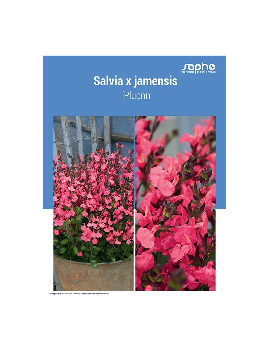 SALVIA X JAMENSIS ‘Pluenn’