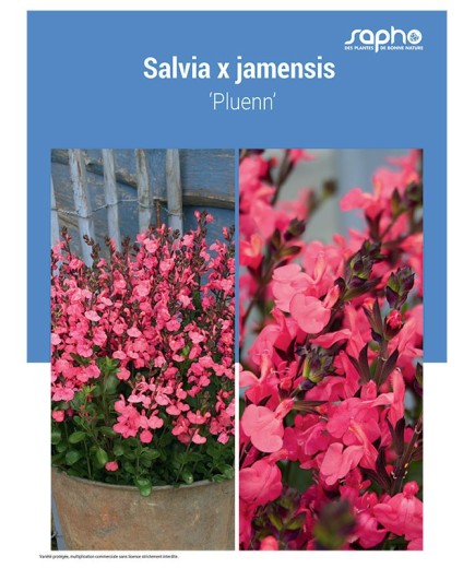 SALVIA X JAMENSIS ‘Pluenn’