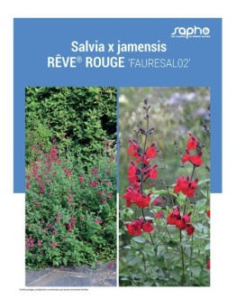 SALVIA X JAMENSIS "Rêve® Rouge"