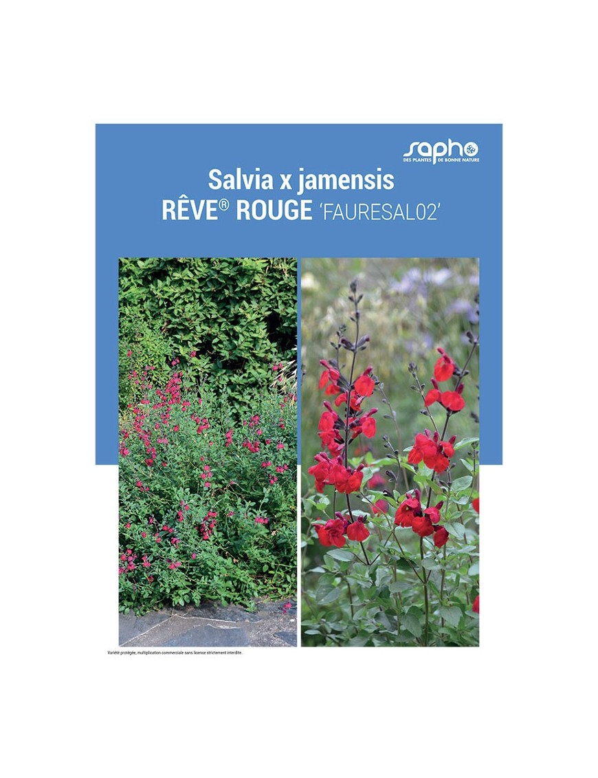 SALVIA X JAMENSIS "Rêve® Rouge"