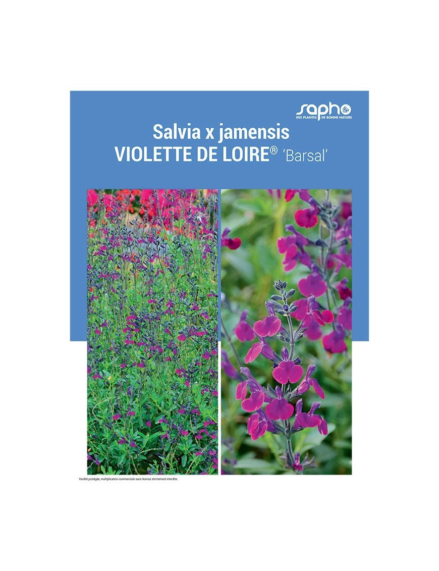 SALVIA X JAMENSIS "Violette de Loire®"