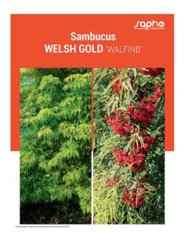 SAMBUCUS "Welsh Gold"