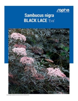 SAMBUCUS NIGRA "Black Lace"