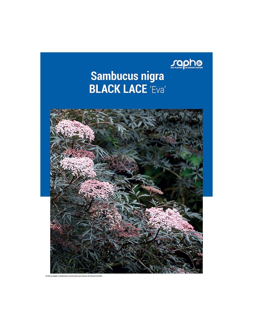 SAMBUCUS NIGRA "Black Lace"
