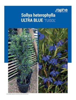 SOLLYA HETEROPHYLLA "Ultra Blue"