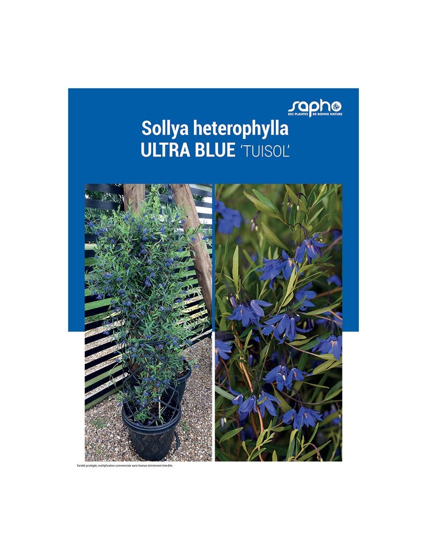 SOLLYA HETEROPHYLLA "Ultra Blue"