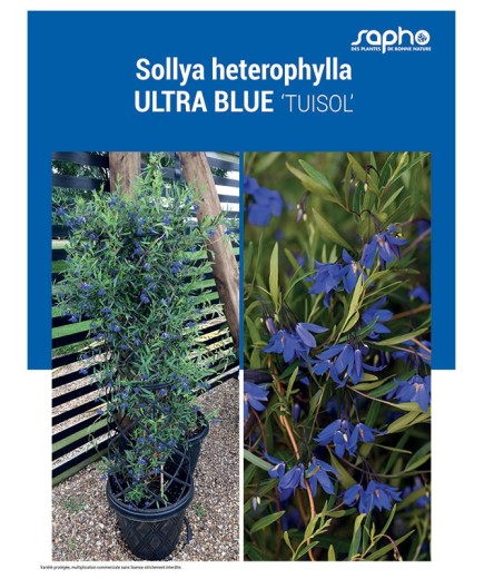 SOLLYA HETEROPHYLLA "Ultra Blue"