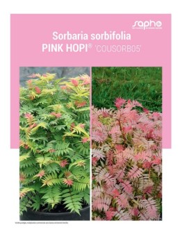 SORBARIA SORBIFOLIA "Pink Hopi®"