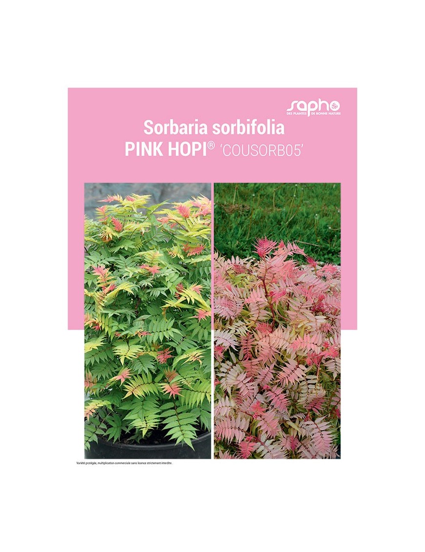 SORBARIA SORBIFOLIA "Pink Hopi®"