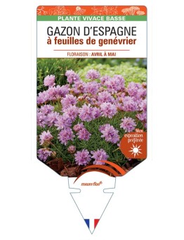 ARMERIA CAESPITOSA voir Gazon d'Espagne à feuilles de genévrier