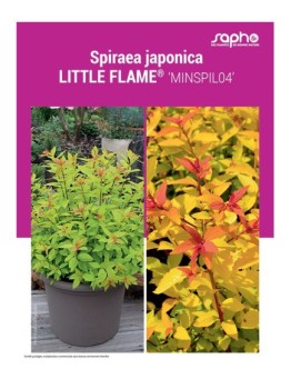 SPIRAEA JAPONICA "Little Flame®"