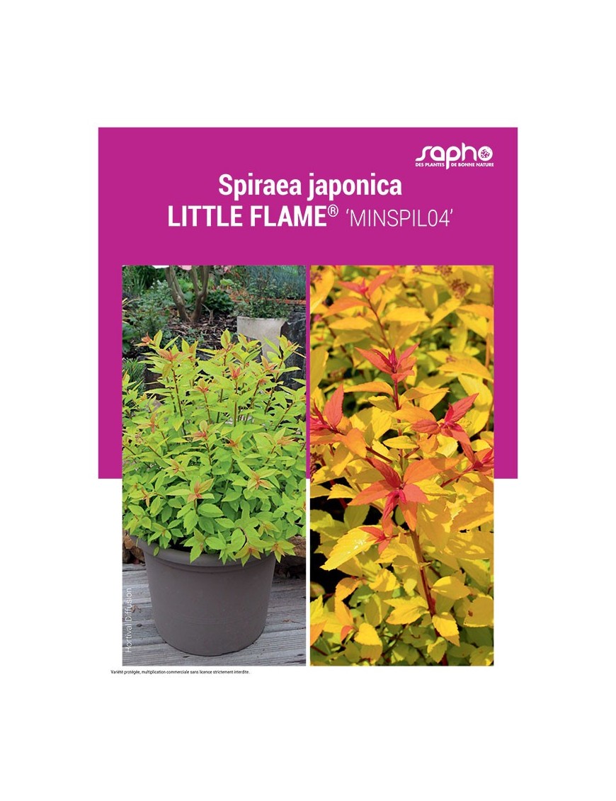 SPIRAEA JAPONICA "Little Flame®"