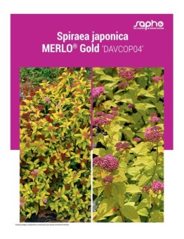 SPIRAEA JAPONICA "Merlo® Gold"