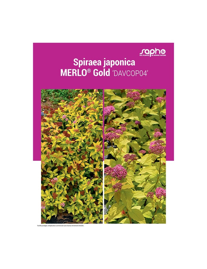SPIRAEA JAPONICA "Merlo® Gold"