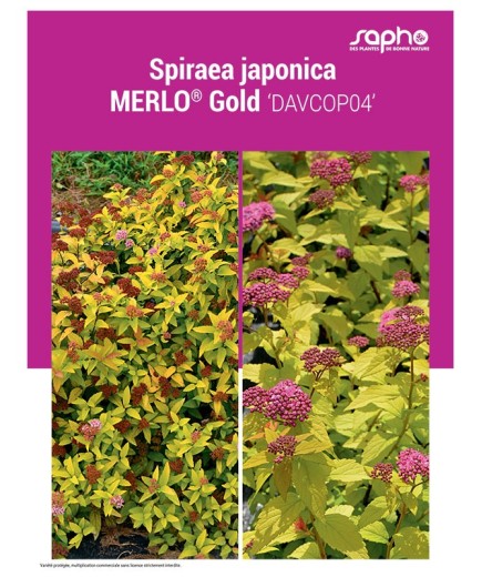 SPIRAEA JAPONICA "Merlo® Gold"