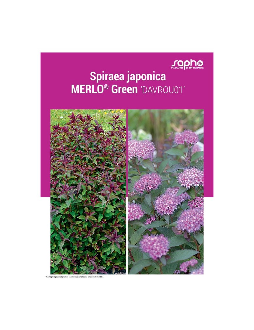 SPIRAEA JAPONICA "Merlo® Green"