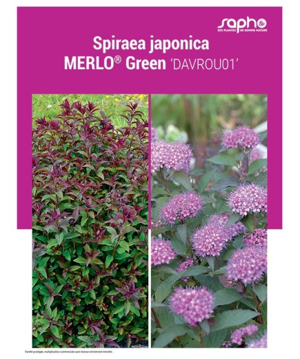 SPIRAEA JAPONICA "Merlo® Green"
