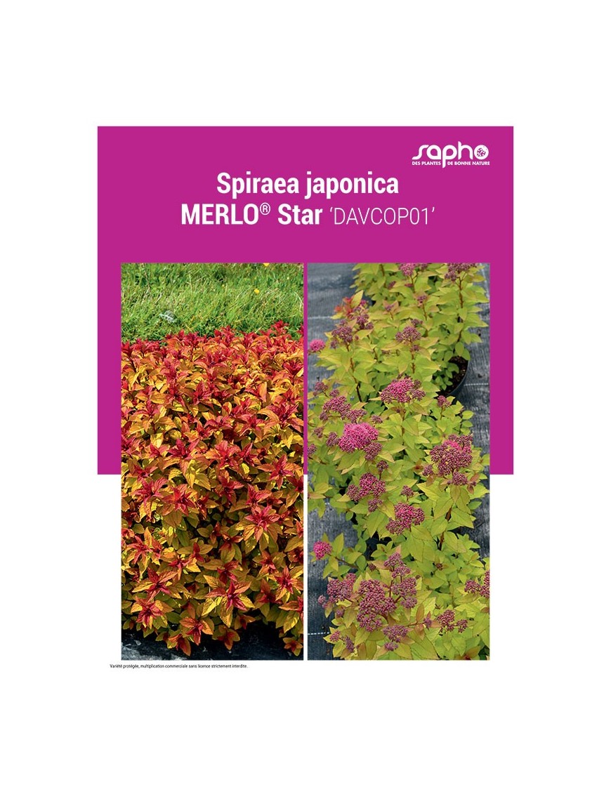 SPIRAEA JAPONICA "Merlo® Star"
