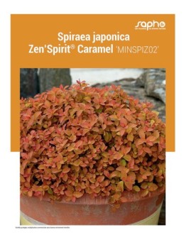 SPIRAEA JAPONICA "Zen'Spirit® Caramel"