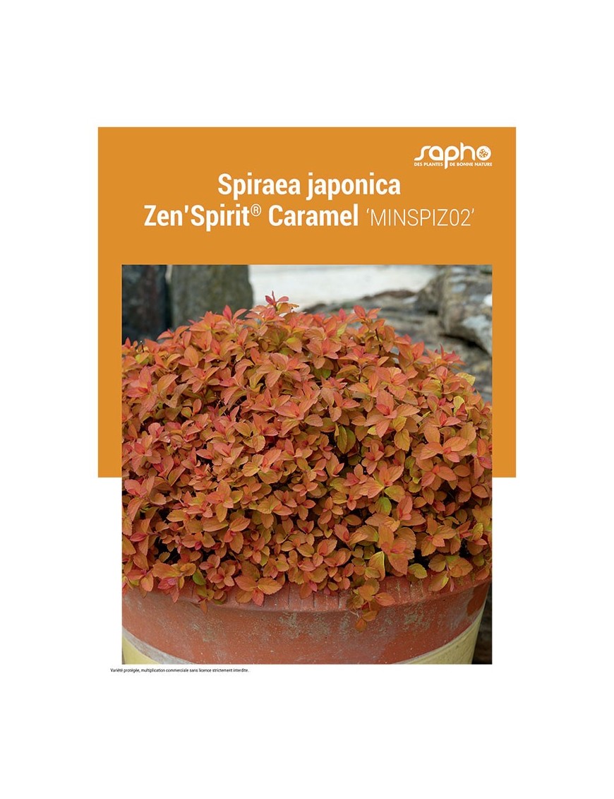 SPIRAEA JAPONICA "Zen'Spirit® Caramel"