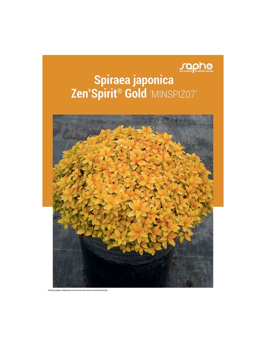 SPIRAEA JAPONICA "Zen'Spirit® Gold"