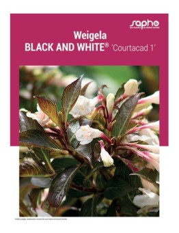 WEIGELA "Black and White®"