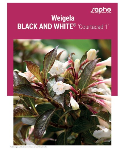 WEIGELA "Black and White®"