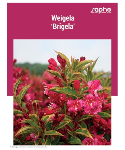 WEIGELA "Brigela"