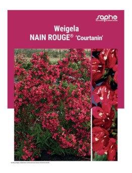 WEIGELA "Nain Rouge®"