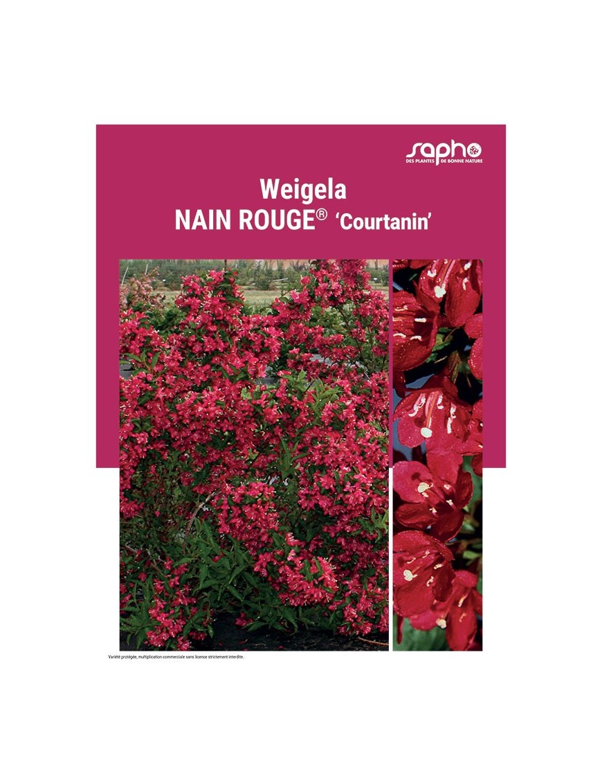 WEIGELA "Nain Rouge®"